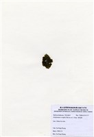 藏品(肋葉藻)的圖片